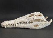 Krokodilschädel XL vom Nilkrokodil - Länge 34 cm Nr. 2136