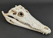 Crocodile skull from Nile crocodile - length 31 cm Nr. 2128