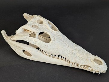 Krokodilschädel vom Nilkrokodil - Länge 29 cm Nr. 2129