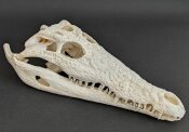 Crocodile skull from Nile crocodile - length 29 cm Nr. 2129