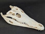 Krokodilschädel vom Nilkrokodil - Länge 29 cm Nr. 2129