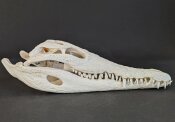 Crocodile skull from Nile crocodile - length 29 cm Nr. 2129