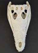 Krokodilschädel vom Nilkrokodil - Länge 29 cm Nr. 2129
