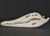 Krokodilschädel vom Nilkrokodil - Länge 29 cm Nr. 2129