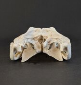 Krokodilschädel vom Nilkrokodil - Länge 29 cm Nr. 2129