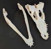 Krokodilschädel vom Nilkrokodil - Länge 29 cm Nr. 2129