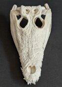 Krokodilschädel vom Nilkrokodil - Länge 28 cm Nr. 2130