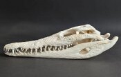 Krokodilschädel vom Nilkrokodil - Länge 28 cm Nr. 2130