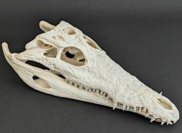 Krokodilschädel vom Nilkrokodil - Länge 30 cm Nr. 2131