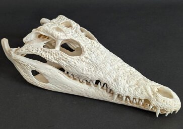 Krokodilschädel vom Nilkrokodil - Länge 30 cm Nr. 2131