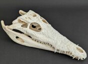 Crocodile skull from Nile crocodile - length 31 cm Nr. 2131