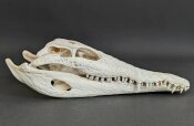 Krokodilschädel vom Nilkrokodil - Länge 30 cm...