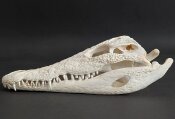 Krokodilschädel vom Nilkrokodil - Länge 30 cm Nr. 2131
