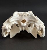 Krokodilschädel vom Nilkrokodil - Länge 30 cm Nr. 2131