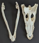 Krokodilschädel vom Nilkrokodil - Länge 30 cm Nr. 2131