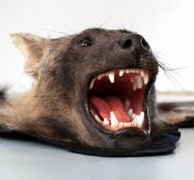 Hyänenvorleger, Brown Hyaena Rugmount aus Südafrika