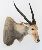 Elen-Antilope, Eland Nr. 28