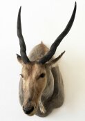 Elen-Antilope, Eland Nr. 28