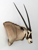 Oryx, Gemsbuck  Nr. 41