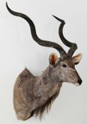 Kudu  Nr. 47