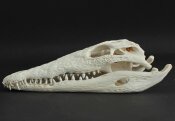 Krokodilschädel vom Nilkrokodil - Länge 30 cm Nr. 2137