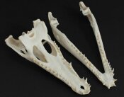 Crocodile skull from Nile crocodile - length 30 cm Nr. 2137