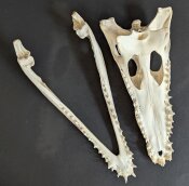 Crocodile skull from Nile crocodile - length 30 cm Nr. 2137