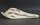 Crocodile skull from Nile crocodile - length 30 cm Nr. 2137