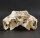 Crocodile skull from Nile crocodile - length 30 cm Nr. 2137