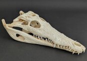 Crocodile skull from Nile crocodile - length 30 cm Nr. 2140