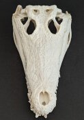 Krokodilschädel vom Nilkrokodil B-Ware - Länge 29 cm Nr. 2140