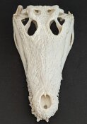 Crocodile skull from Nile crocodile - length 29 cm Nr. 2140