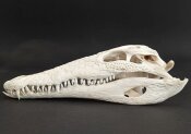 Krokodilschädel vom Nilkrokodil B-Ware - Länge 29 cm Nr. 2140
