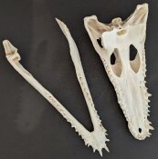 Krokodilschädel vom Nilkrokodil B-Ware - Länge 29 cm Nr. 2140