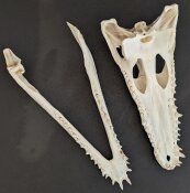 Crocodile skull from Nile crocodile - length 29 cm Nr. 2140