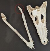 Krokodilschädel vom Nilkrokodil B-Ware - Länge 29 cm Nr. 2140