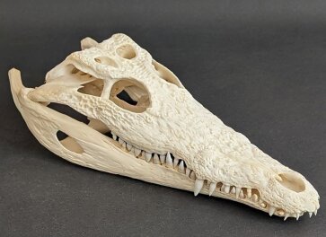 Krokodilschädel vom Nilkrokodil - Länge 29 cm Nr. 2142
