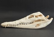 Krokodilschädel vom Nilkrokodil - Länge 29 cm Nr. 2142