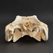 Krokodilschädel vom Nilkrokodil - Länge 29 cm Nr. 2142