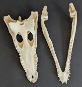 Krokodilschädel vom Nilkrokodil - Länge 29 cm Nr. 2142