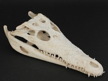 Crocodile skull from Nile crocodile - length 29 cm Nr. 2143