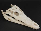 Crocodile skull from Nile crocodile - length 31 cm Nr. 2143