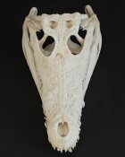 Krokodilschädel vom Nilkrokodil - Länge 29 cm Nr. 2143