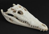 Crocodile skull from Nile crocodile - length 31 cm Nr. 2144