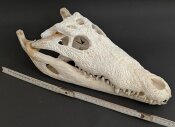 außergewöhnlich großer Krokodilschädel vom Nilkrokodil - Länge 44 cm Nr. 2144