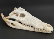 außergewöhnlich großer Krokodilschädel vom Nilkrokodil - Länge 44 cm Nr. 2144