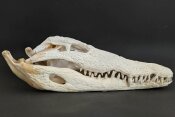 außergewöhnlich großer Krokodilschädel vom Nilkrokodil - Länge 44 cm Nr. 2144