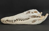 außergewöhnlich großer Krokodilschädel vom Nilkrokodil - Länge 44 cm Nr. 2144