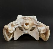 außergewöhnlich großer Krokodilschädel vom Nilkrokodil - Länge 44 cm Nr. 2144