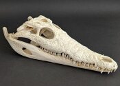 Crocodile skull from Nile crocodile - length 29 cm Nr. 2147